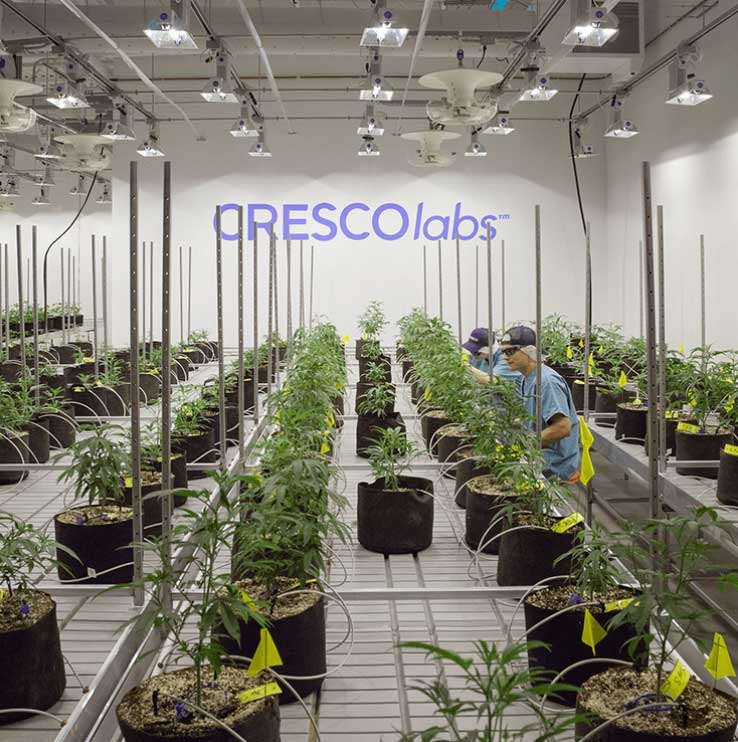 CY+ Cresco Labs Wintersville Dispensary Dispensary Genie